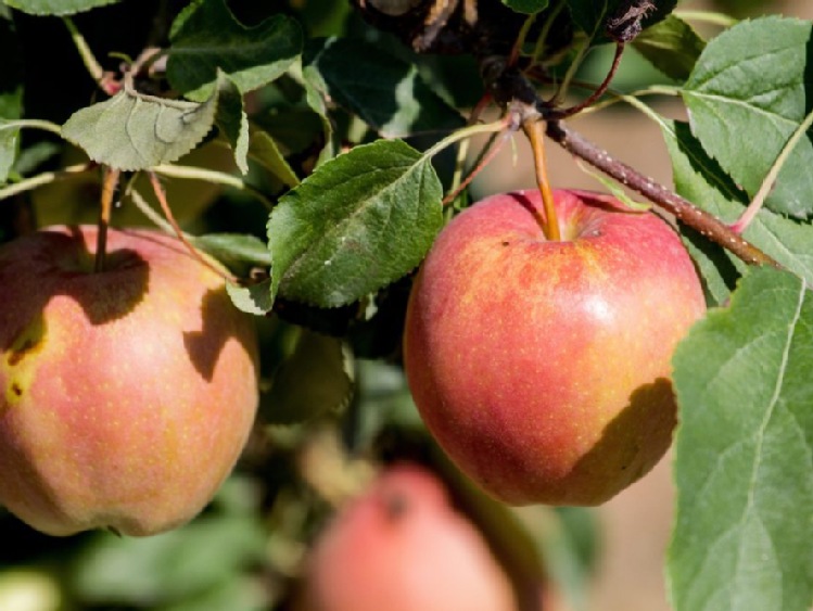 Ekspert: Polska za mało uwagi poświęca eksportowi jabłek do Europy